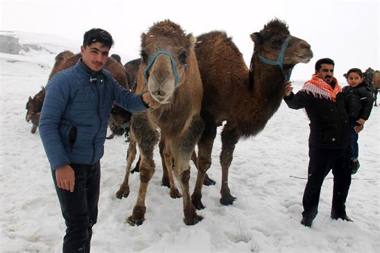 Askerde gördüğü develeri Van'da yetiştiriyor