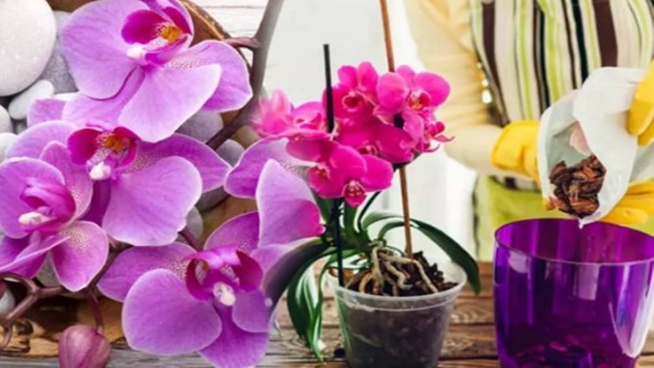 Açmayan orkidelerinizi hızla açtıracak tüyo
