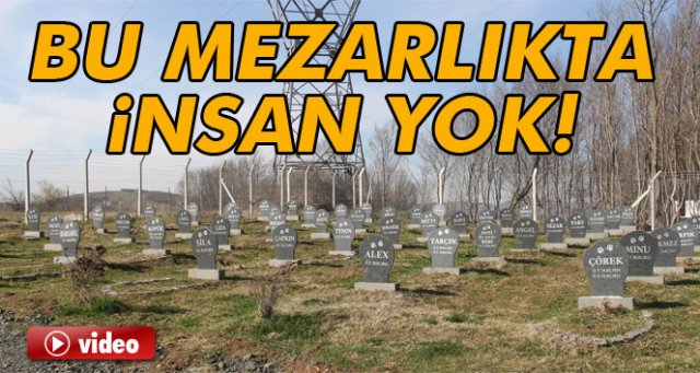 Bu mezarlıkta insan yok!