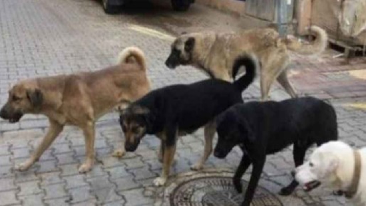 Kocaeli Valiliği köpek sorununa çözüm için Belediyelere yazı gönderdi