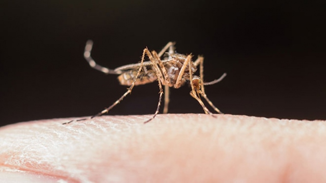 Sivrisinekler’den sonsuza kadar kurtulmanın yolu