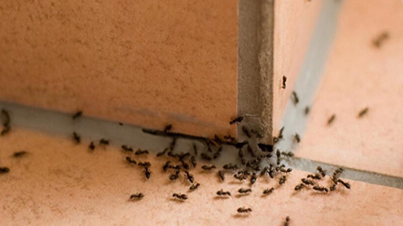 Evinizdeki karıncaları zarar vermeden yok edebilirsiniz