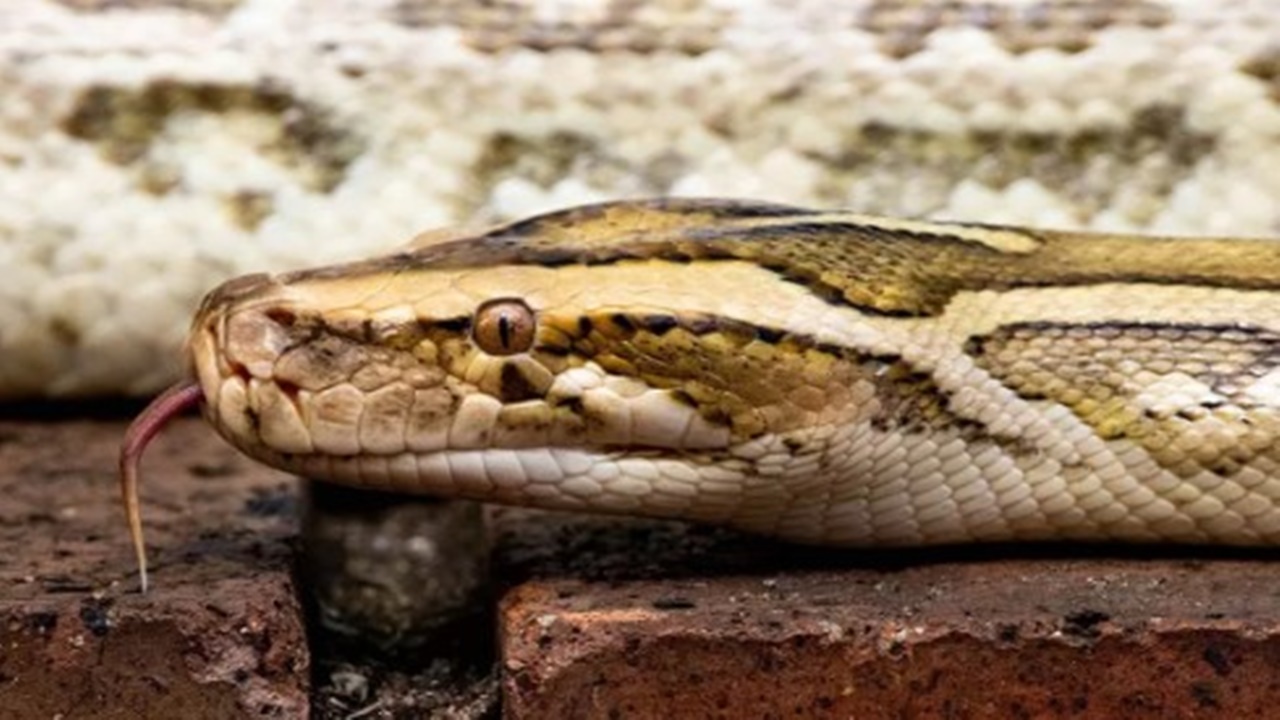 Fethiye’de piton yılanı paniği! Mahalleliye uyku haram oldu