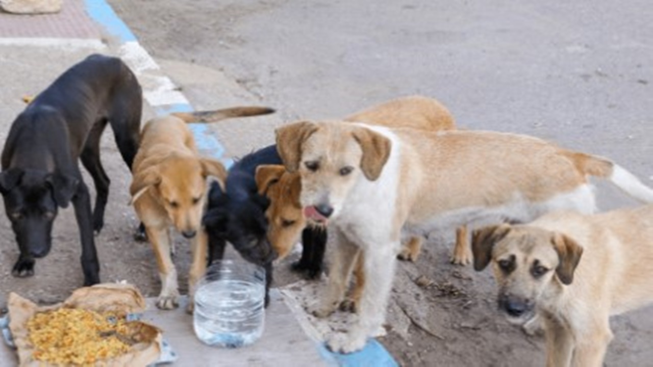 Fatih Erbakan sokak köpekleri ile ilgili konuştu! Köpeklerin uyutulması gündemine ilk yorum