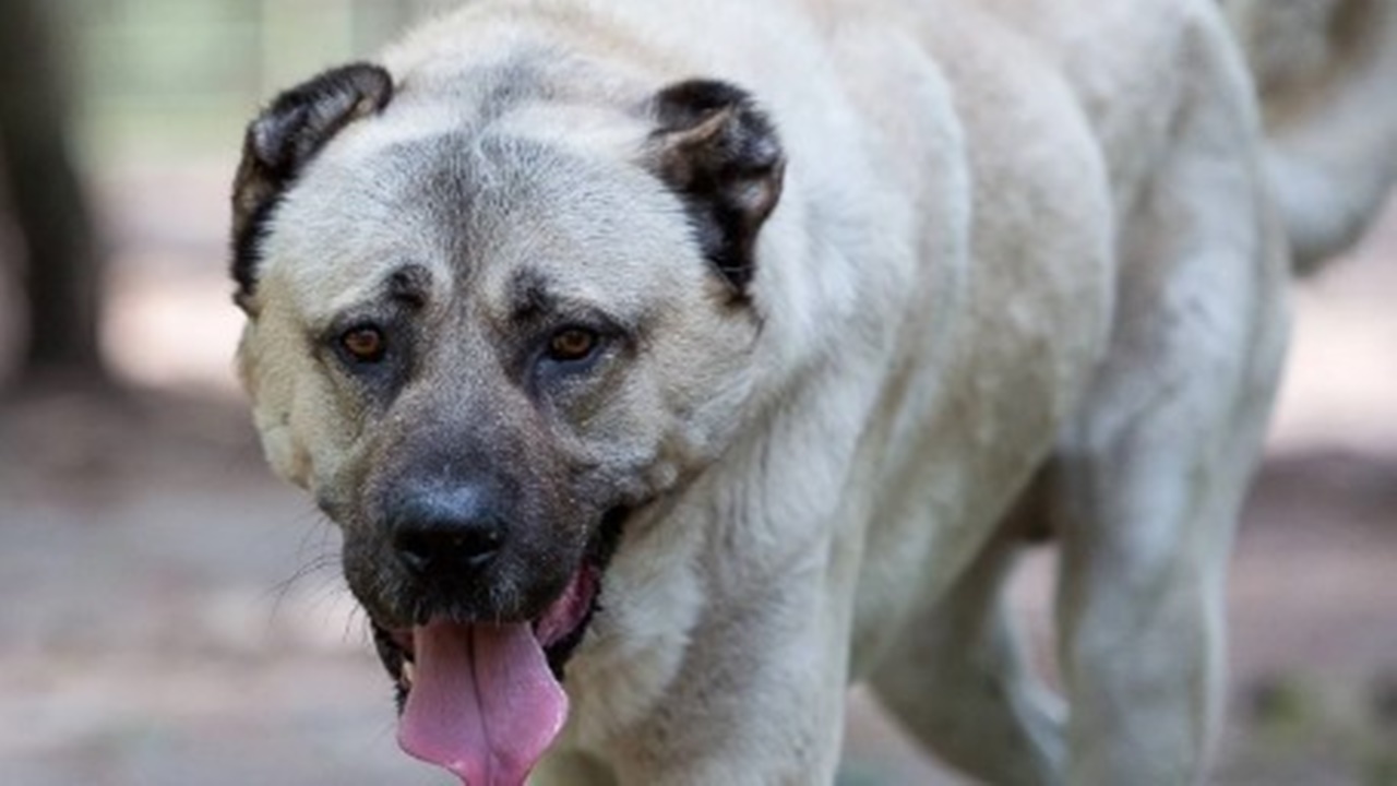 Ünlü sanatçının kardeşi sokak köpeklerinin saldırısına uğradı