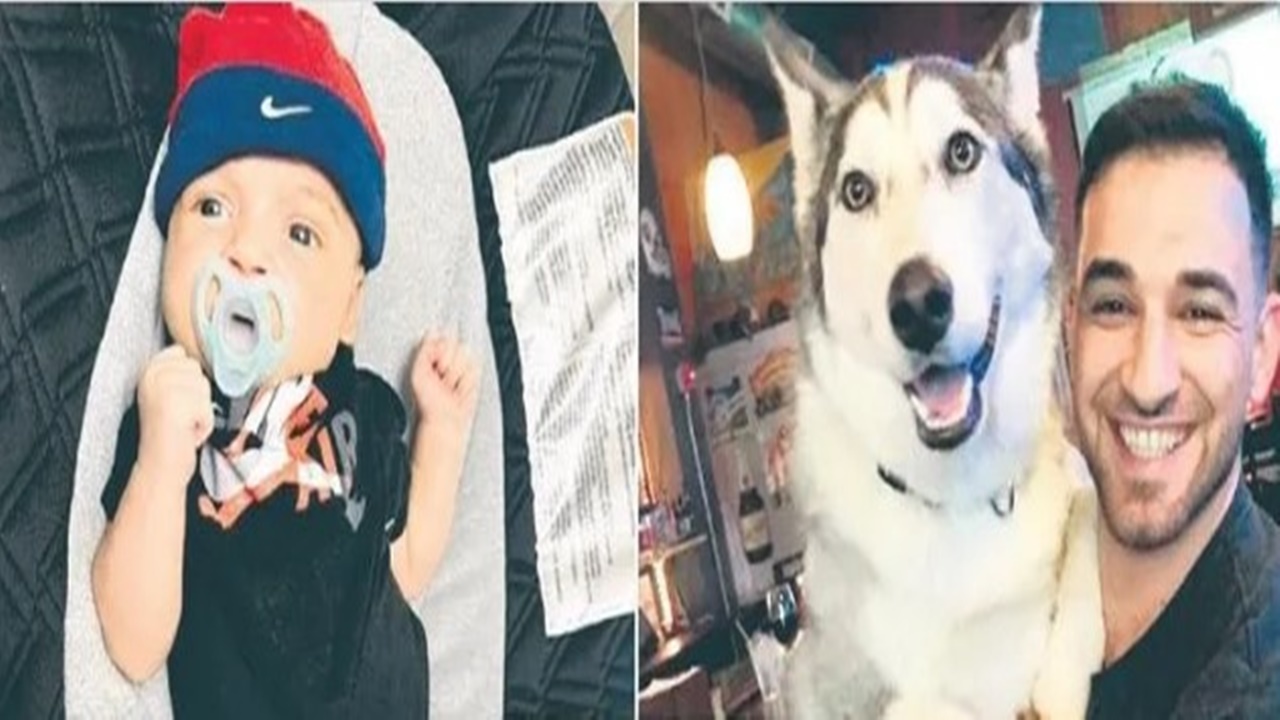 Husky cinsi köpek bebeği parçaladı! 8 yıldır evlerinde besliyorlardı