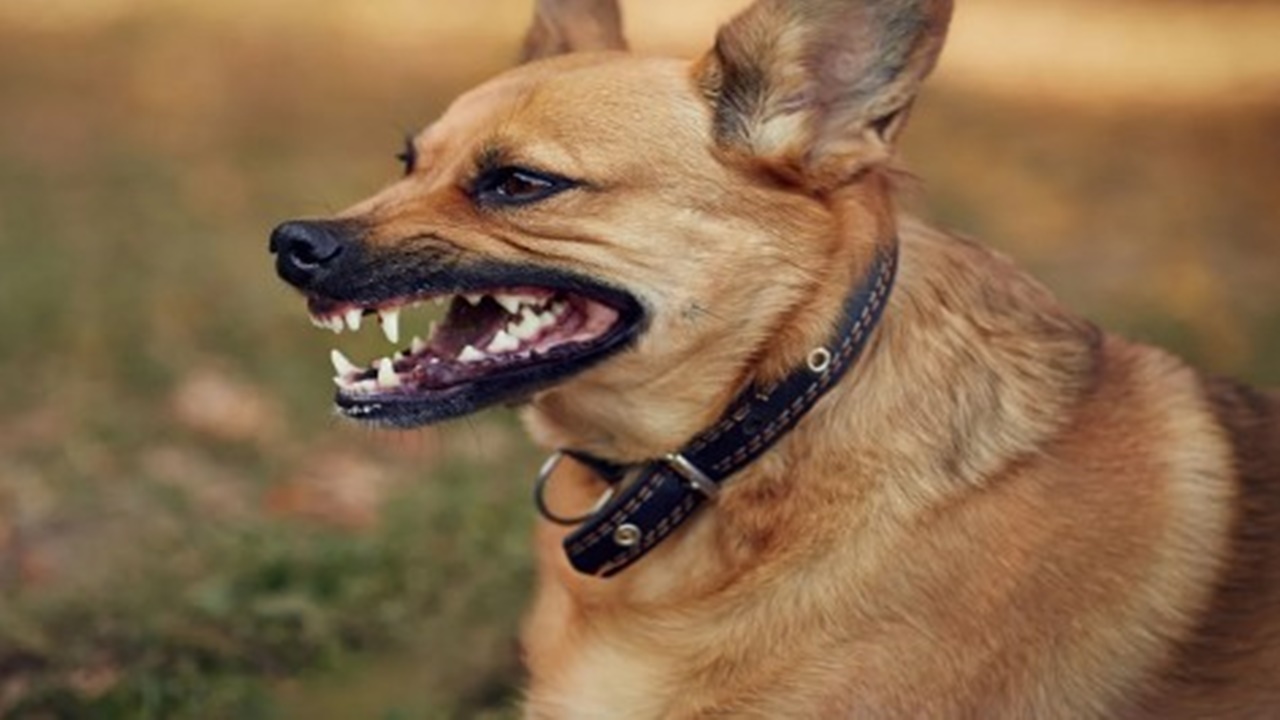 Ankara’da kuduz köpek skandalı! Köpekleri kaçırıp şehre saldılar