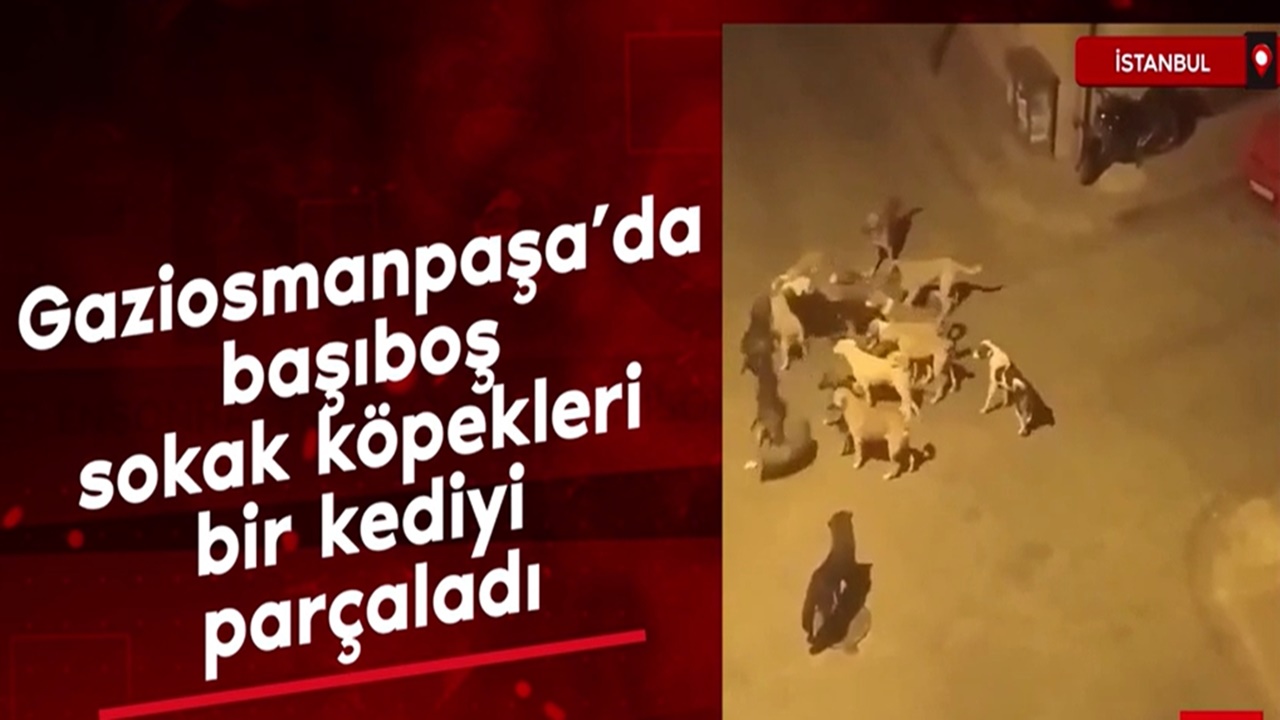 İstanbul'da korkunç görüntü! Başıboş sokak köpekleri bir kediyi parçalayıp yedi