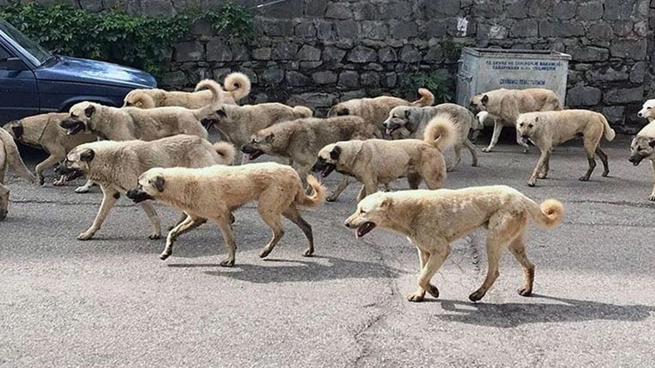 Son dakika Başıboş sokak köpekleri kanunu resmileşti