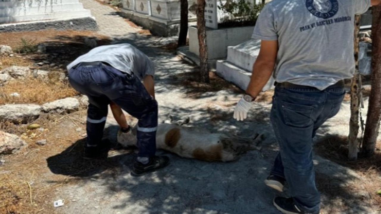 Başıboş sokak köpeklerini toplamaya başlayan belediyeye tepki yağdı