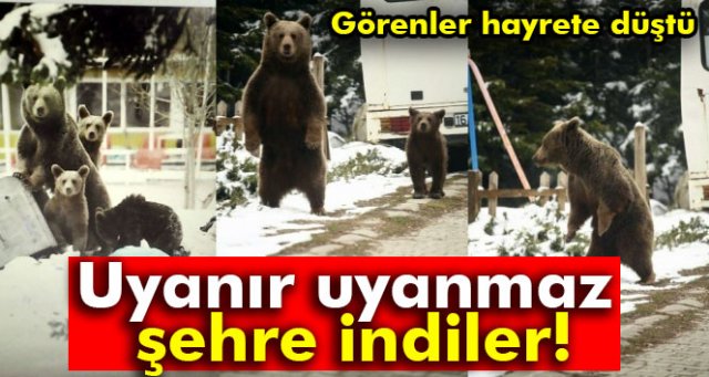 Uludağ'da kış uykusundan uyanan ayı ailesi böyle görüntülendi