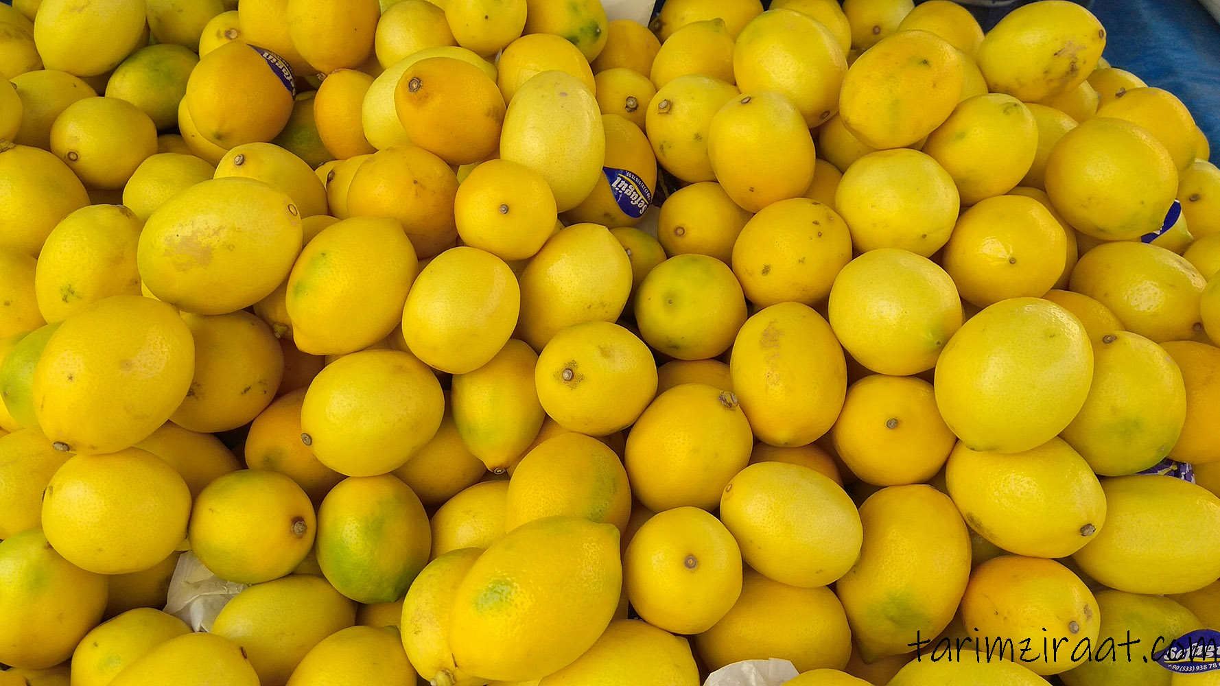 Şok Fiyat Artışı! Limonun Fiyatı %253 Zamlandı Cebiniz Yanacak