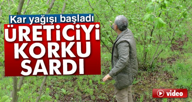 Kar yağdı, fındık üreticisini korku sardı