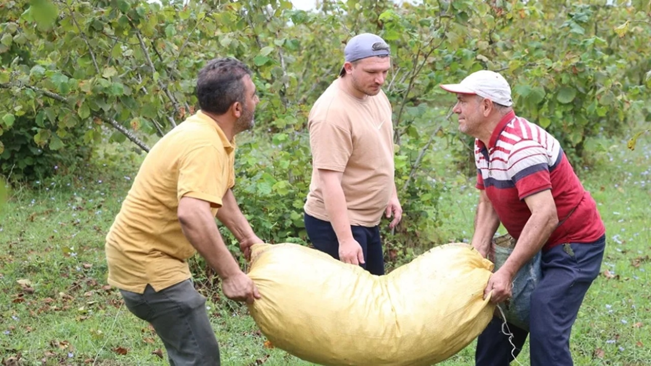 Ordu’da Fındık Hasadı Başladı: Üreticiler Bahçelere Girdi