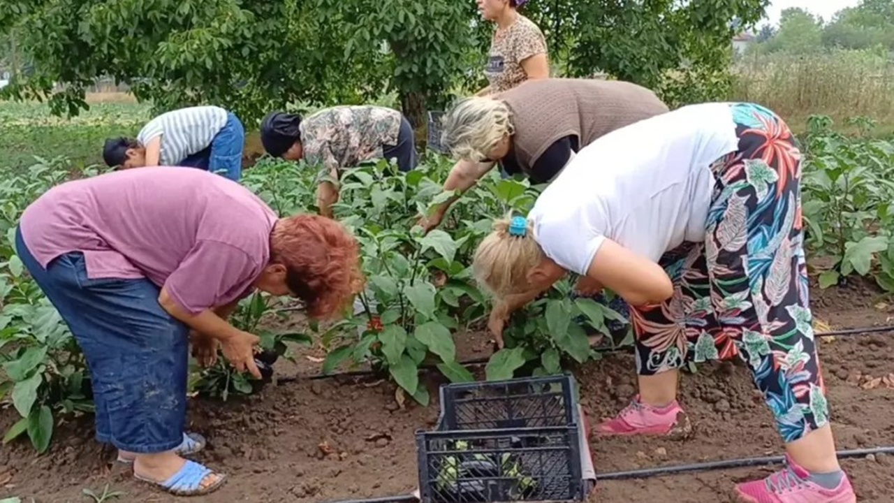 Uzmandan Çiftçilere Hasat Uyarısı: "Yanlış Hareket Hastanelik Edebilir"