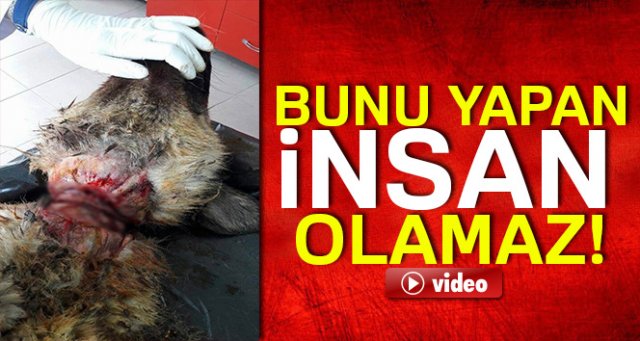 Boynuna lastik takılarak işkence edilen köpek kurtarıldı