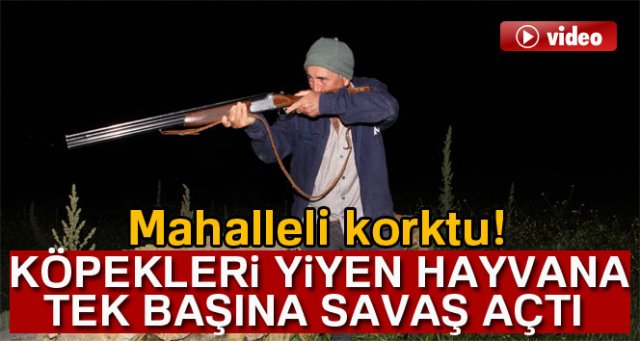 Muhtar köpekleri yiyen hayvana tek başına savaş açtı