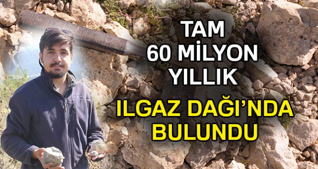 Ilgaz Dağı'nda 60 milyon yıllık deniz fosili bulundu