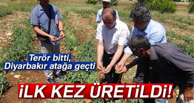 Diyarbakır’da ilk kez bezelye üretildi