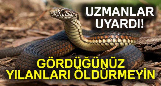 Gördüğünüz yılanları öldürmeyin