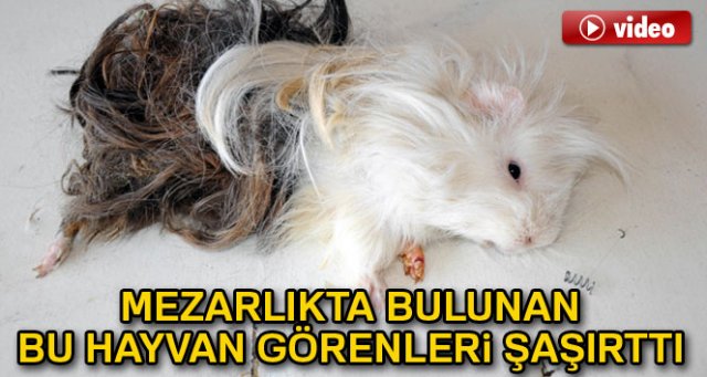 Mezarlıkta bulunan bu hayvan görenleri şaşırttı