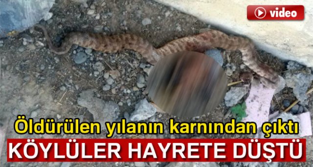 Öldürülen yılanın karnından tavuk çıktı