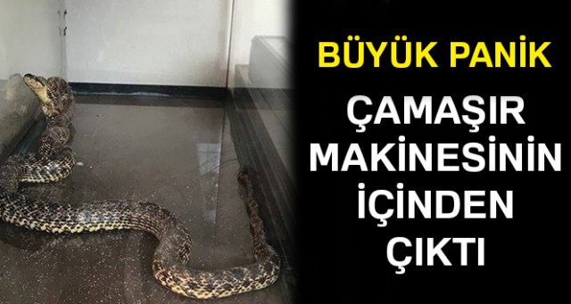 Çamaşır makinesi içinden 2 metrelik yılan çıkartıldı