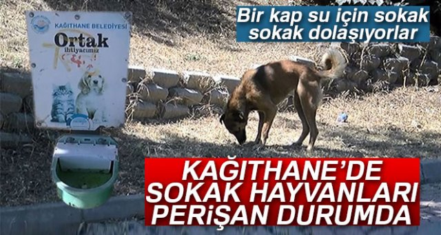 Kağıthane’de sıcaktan bunalan sokak hayvanları perişan durumda