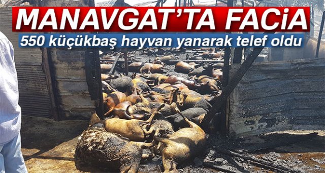 Manavgat’ta çıkan yangında 550’ye yakın hayvan telef oldu