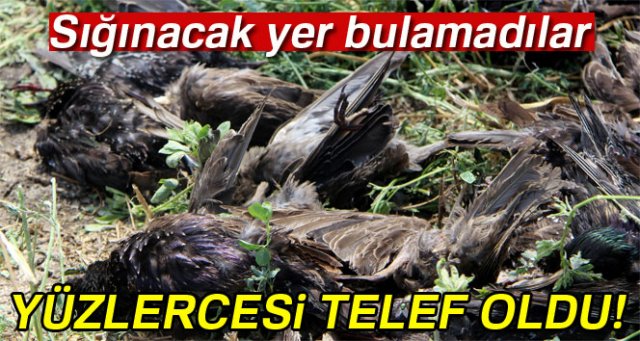 Bursa'da dolu yüzlerce kuşu telef etti
