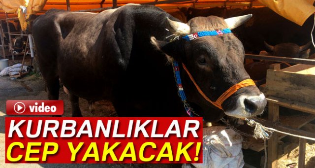 Kurbanlıklar cep yakacak