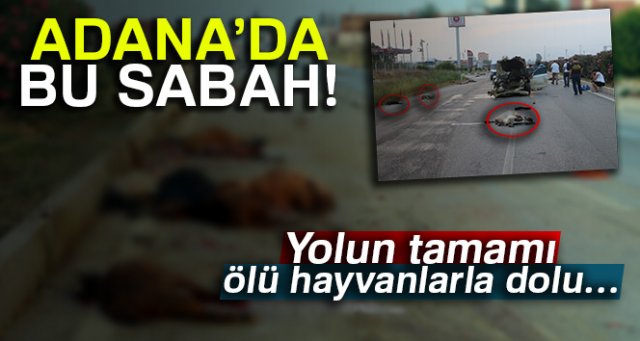 Adana’da otomobil sürüye daldı: 30 hayvan telef oldu
