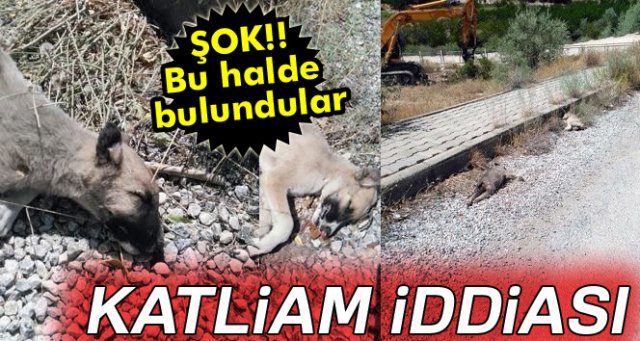 Akçadağ’da siyanür ile köpek katliamı iddiası