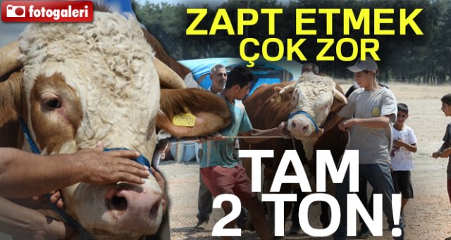 2 tonluk kurbanlık boğayı 10 kişi zor zapt ediyor