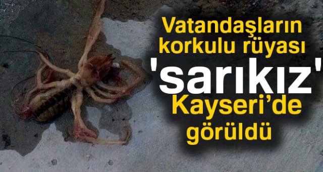 Et yiyen örümcek Kayseri'de görüldü