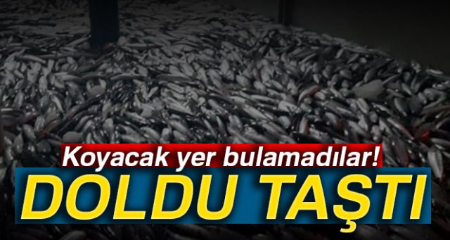 Kasalar dolusu balıklarla limana dönüyorlar