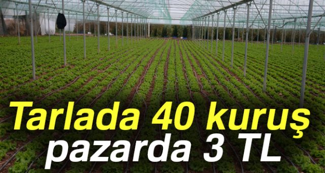 Tarlada 40 kuruş, pazarda 3 TL