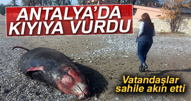 Antalya’da kıyıya 5 metrelik ölü balina vurdu