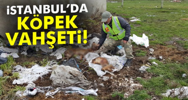 Arnavutköy'de köpek vahşeti