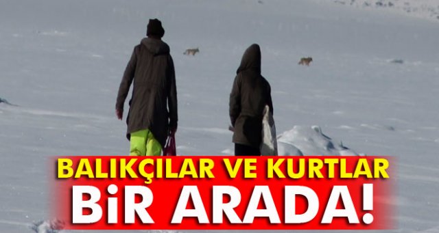 Çıldır Gölü üzerinde balıkçılar ve kurtlar bir arada