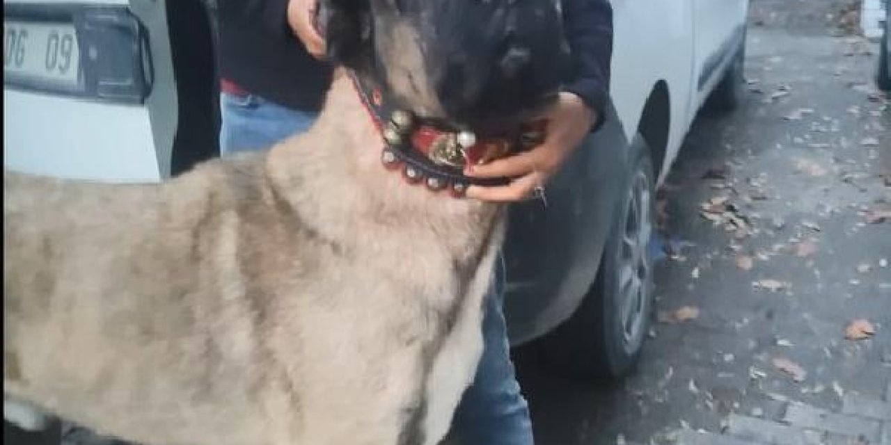 İstanbul’un Göbeğinde Bahisle Köpek Dövüştürenler Yakalandı!