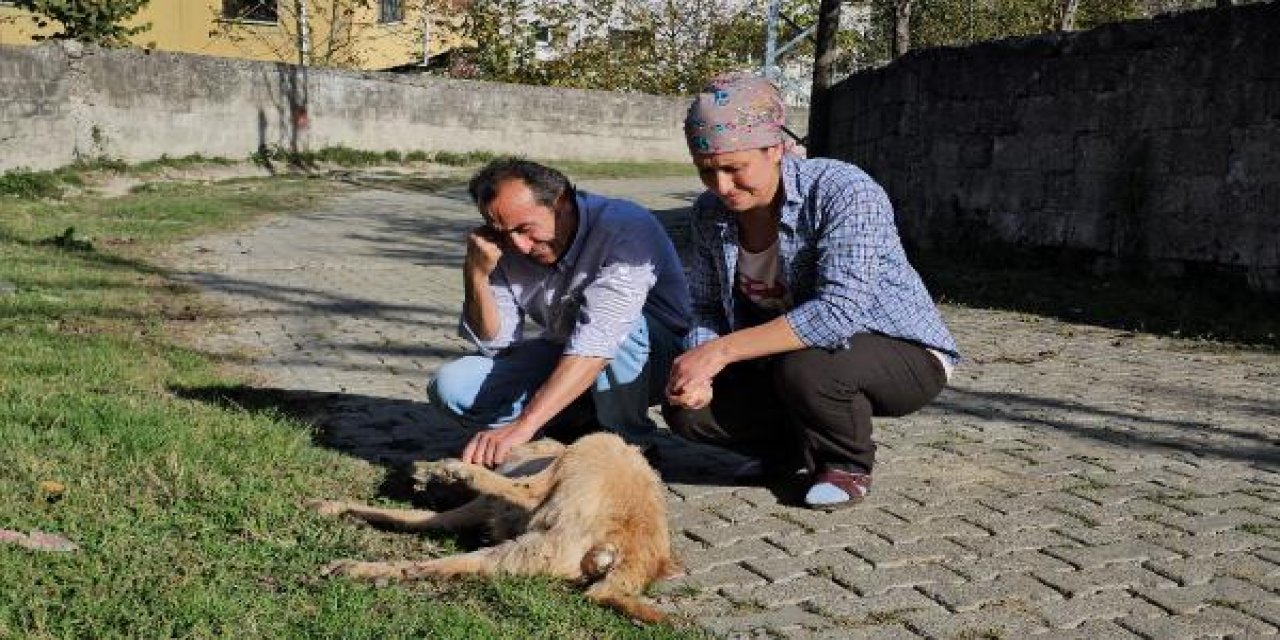 10 Yılda 15 Köpeği Öldürülen Köylü İsyan Etti