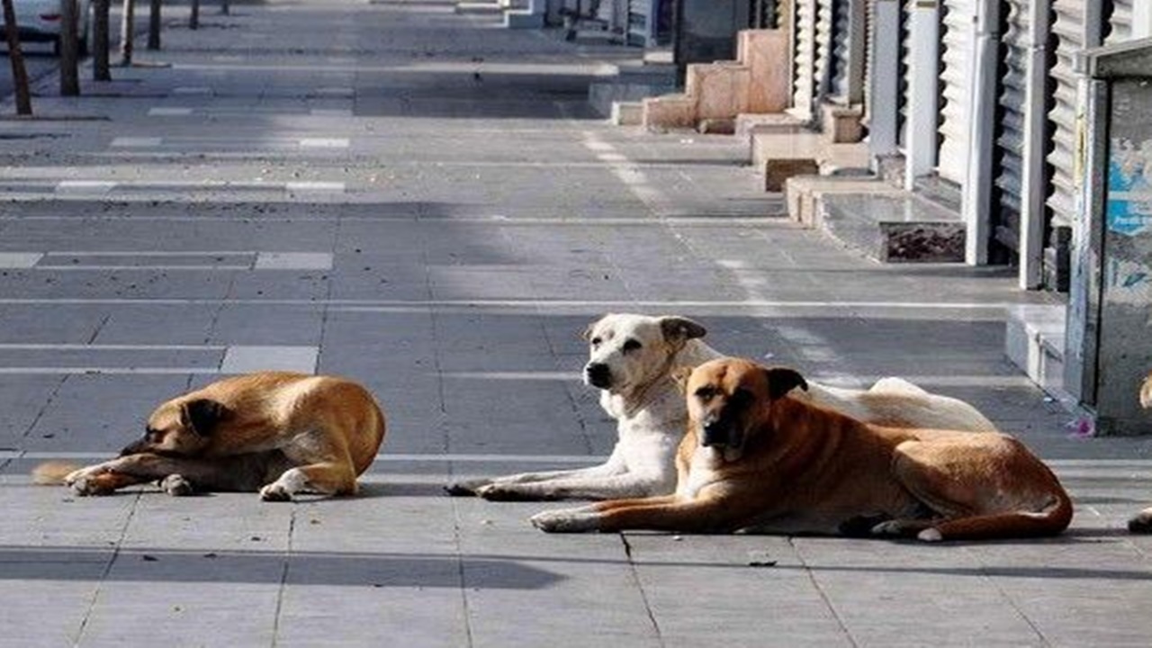 Sokak köpeği sorununa çözüm için harekete geçildi! 3 Bakanlık yeni düzenleme için düğmeye bastı