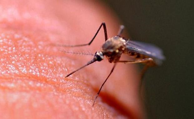 sivrisineklerden-sonsuza-kadar-kurtulmanin-yolu.jpg
